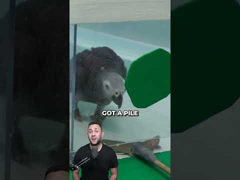 These parrots look after each other!