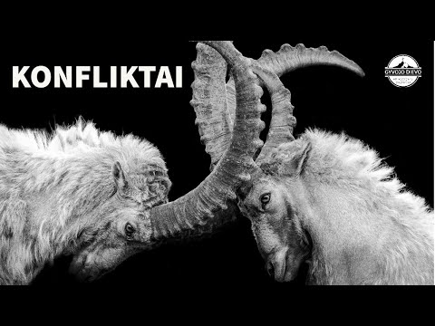 Ramūnas Kairys - Konfliktai | 2022-10-02