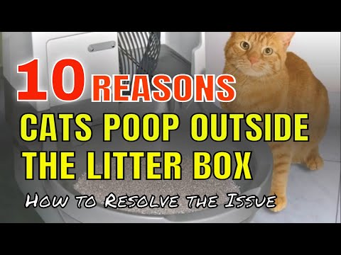 10 REASONS CATS POOP OUT OF THEIR LITTER BOX l (With Voice-Over Narration) l V-18