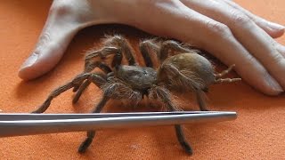 Handling very rare aggressive tarantula (Monocentropus lambertoni) [Inferion7]