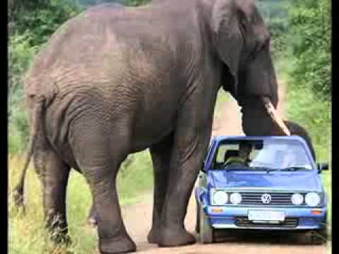 Funny animal videos - Elephant Hijacking A Car