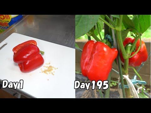 , title : 'スーパーで買ったパプリカの種を取って植えてみると… / How to grow bell pepper from store-bought bell pepper'