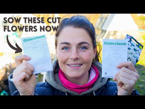 Cut Flower Seeds To Sow Now (February 2025)