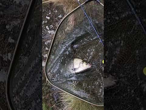 FISHING MANY BREAM IN SWEDEN DURING FALL #fishing #fish #bream