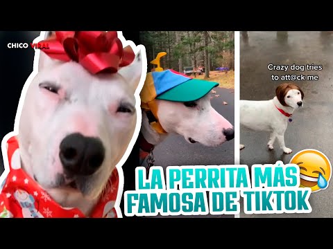 ELLA ES BISCUIT LA PERRITA QUE SE HA VUELTO VIRAL EN TIKTOK