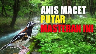 Download lagu Masteran Anis Kembang Full Stuffing Luxury Long Duration Clear Sound mp3