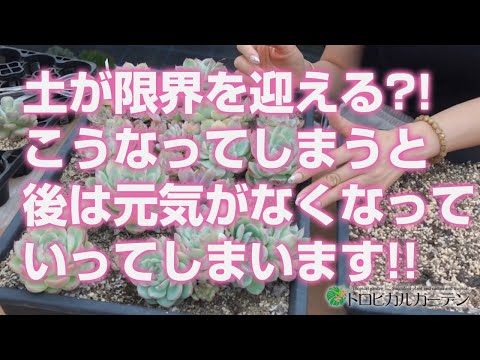 Houseleek 美しい開花多肉植物 2022