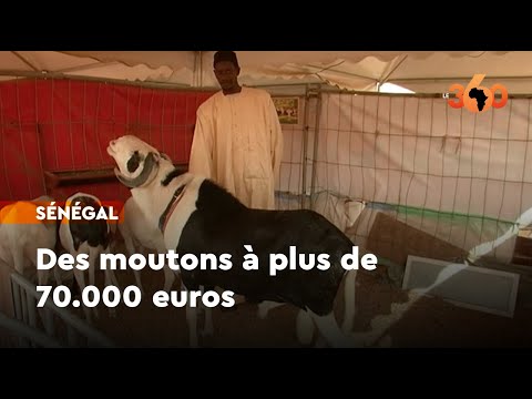 , title : 'Sénégal. La race Laadoum, ces moutons à plus de 70.000 euros'
