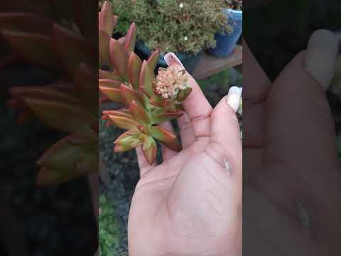 Graptosedum francesco baldi #suculenta #graptosedum #francescobaldi #shorts