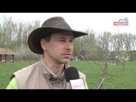 Hazatértek a gólyák