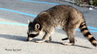 How to Get Rid of Raccoons - DIY Pest Control