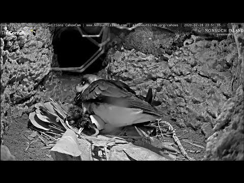 2020 02 28 Bermuda Cahow/Petrel -  23:49 Welcome to the world little Cahow chick