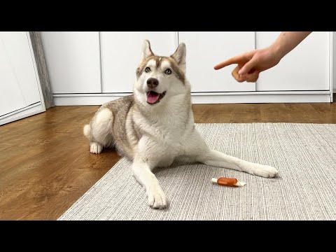 Three Husky Dogs Were Left Alone With Food! What Will Happen?