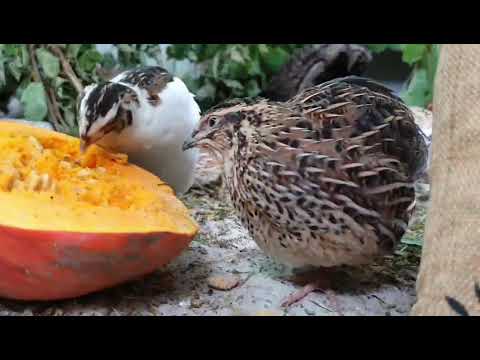 Wachteln im Herbst Teil 3 - Fütterung