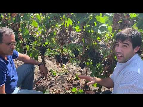 Dehydrating Malbec grapes in the vineyard at Pizzorno winery in Uruguay