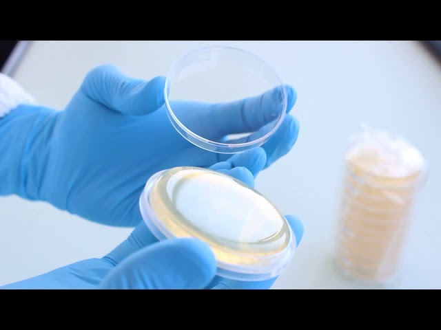 Vídeo relacionado con QWORK Placas de Petri de Vidrio Borosilicato con Tapas para Laboratorio Experimento Estudios, 60mm x 18mm, 5 Piezas