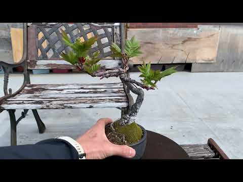 モラヴィアのナナカマド 植物