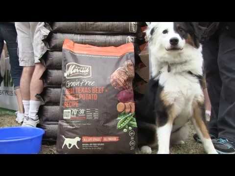 Beggin for Merrick Grain Free Real Texas Beef