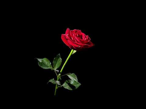 Ojos De Brujo - Palabras Blancas  ( 1999 )