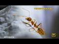 El Reino De Los INSECTOS Los BICHOS Más Venenosos Del PLANETA Documental Episodio 1
