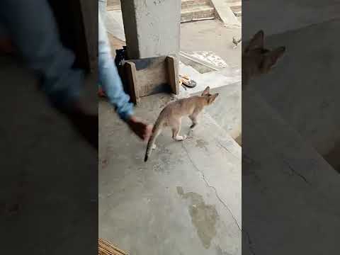 बिल्ली का खेल देखो billi ka khel Dekho चैनल को सब्सक्राइब जरूर करें