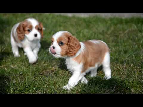 ordningen Sodavand fumle Cavalier King Charles Spaniel Welpen - Preis | Erziehung