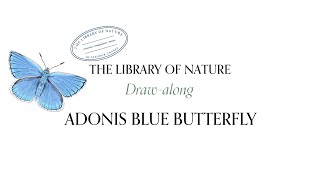 Draw an Adonis Blue Butterfly