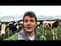 How Dangerous Are Cows To Walkers