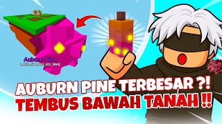 THE BIGGEST AUBURN PINE?! THE BEST SEED IN Grow A Garden?!