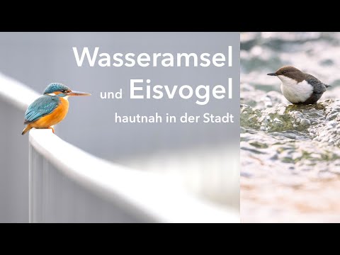 Wasseramsel und Eisvogel hautnah in der Stadt