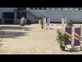 Jument de sport 5 ans par Cicero Z x Corland
