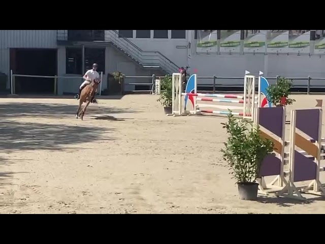 Jument de sport 5 ans par Cicero Z x Corland