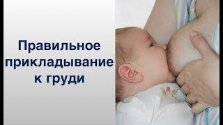 Правильное прикладывание малыша к груди