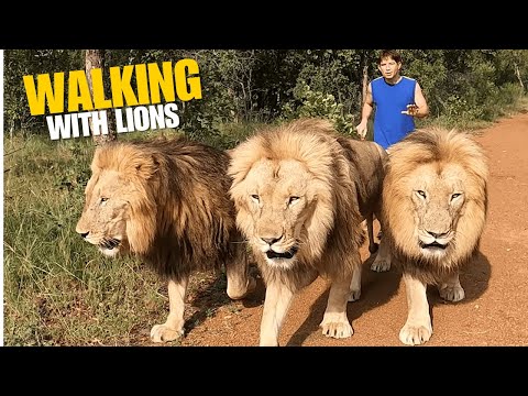 Why don’t these 500lb Lions attack? (Animal Behavior)