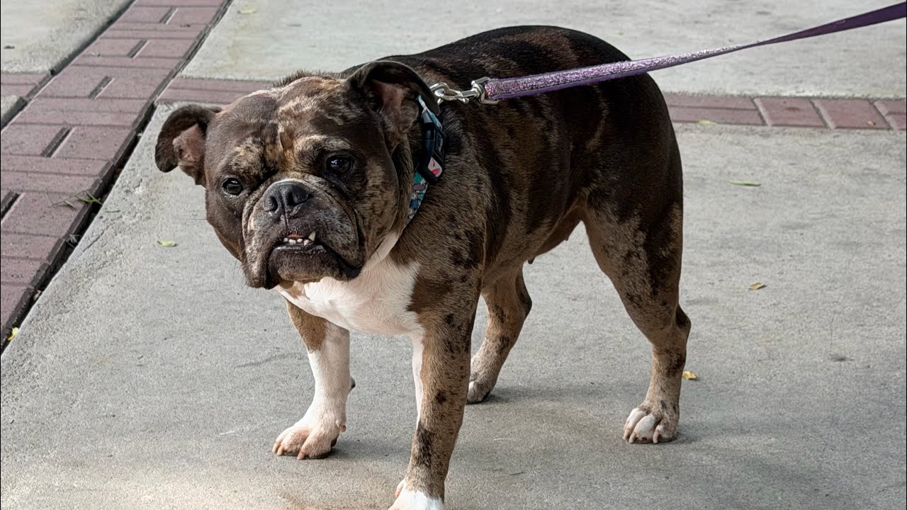 Me encontré un perrito | elcholomena