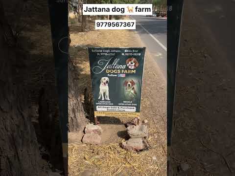 Dog for sell jattana  dog farm 9779567367 #trending #automobile
