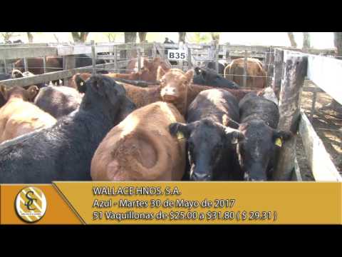 30-05-17 Venta de Gordo - Wallace Hnos. S.A. - Azul