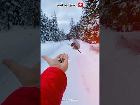 Switzerland Nature 4K 🌲 #travel #sceniclandscapes #nature #swissalps #switzerland4k