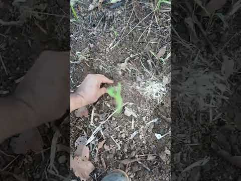 10 nov 2025 granja el canal albania caqueta emelin y aylin  olmar fruto de mi trabajo y vendo frutos