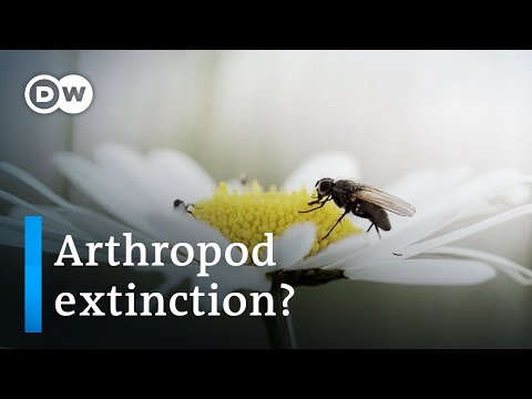The great death of insects | DW Documentary (ecology documentary)