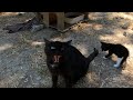 Angry Mother Cat Trying To Protect Her Kittens