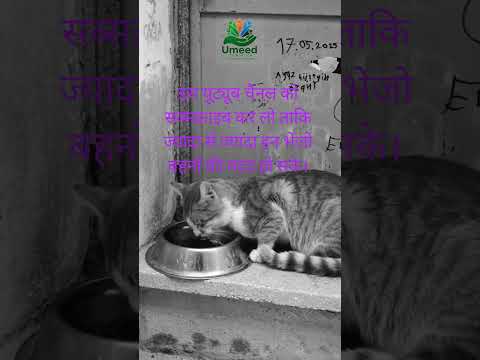 Thumbnail for a recent video by Umeed Foundation