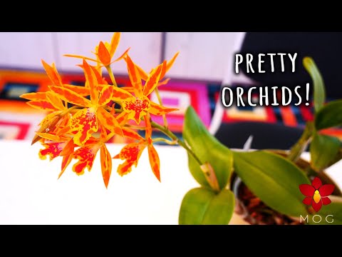 Updates and Pretty Orchids!