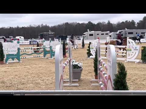 ZZ TOP (10yo Zirocco Blue) April 2022 Ranshofen 🇦🇹 - 125 cm