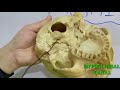 SKULL PART-1 FORAMINA AND STRUCTURES PASSING THROUGH THEM BY DR MITESH DAVE