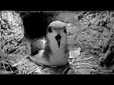 Welcome Home, Bermuda Petrel! Cahow Burrow 1 Gets Its First Visit of the 2023 Season – Oct. 25, 2022