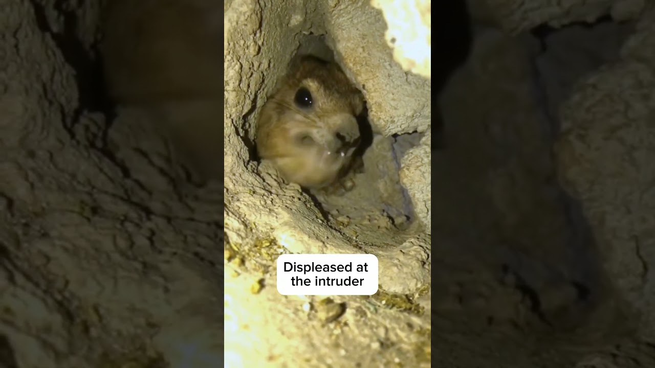 Displeased at the intruder