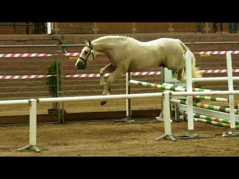 IRISH DRAUGHT*PALOMINO STALLION*AT STUD - Image 2