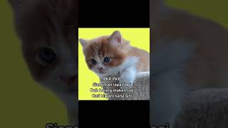 Download lagu Lagu Pkp Tambah Lagi Versi Kucing... mp3