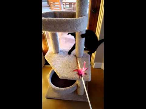 Crystal the Pet Nanny. LLC video.